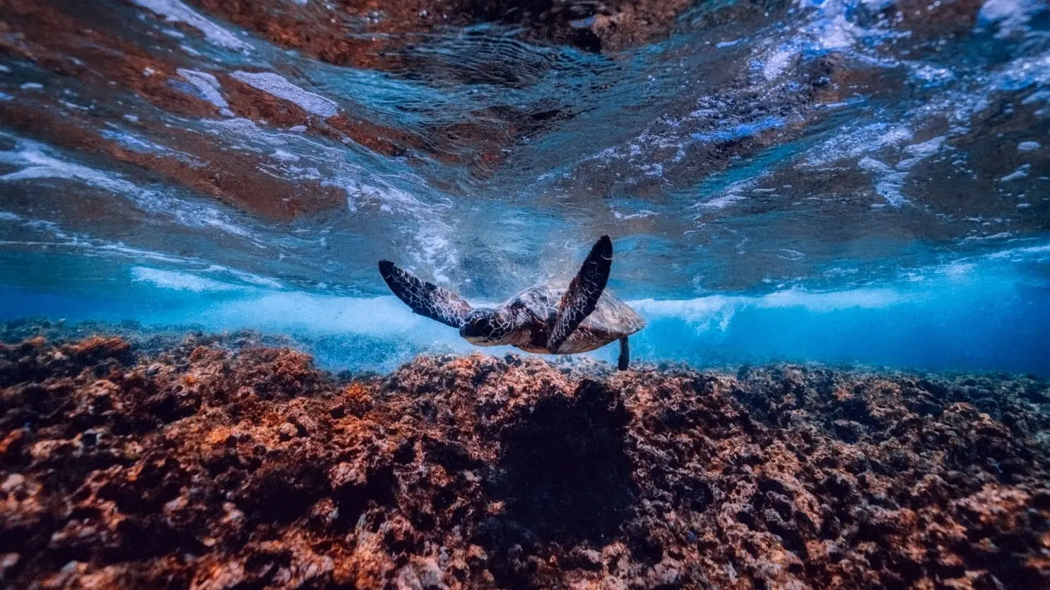 海岛一日游 - Image 2