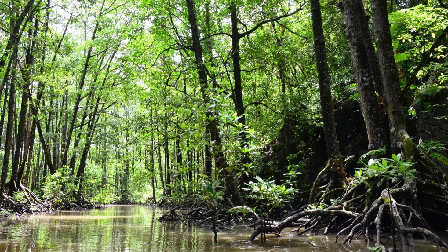湿地河上巡游 - Image 1