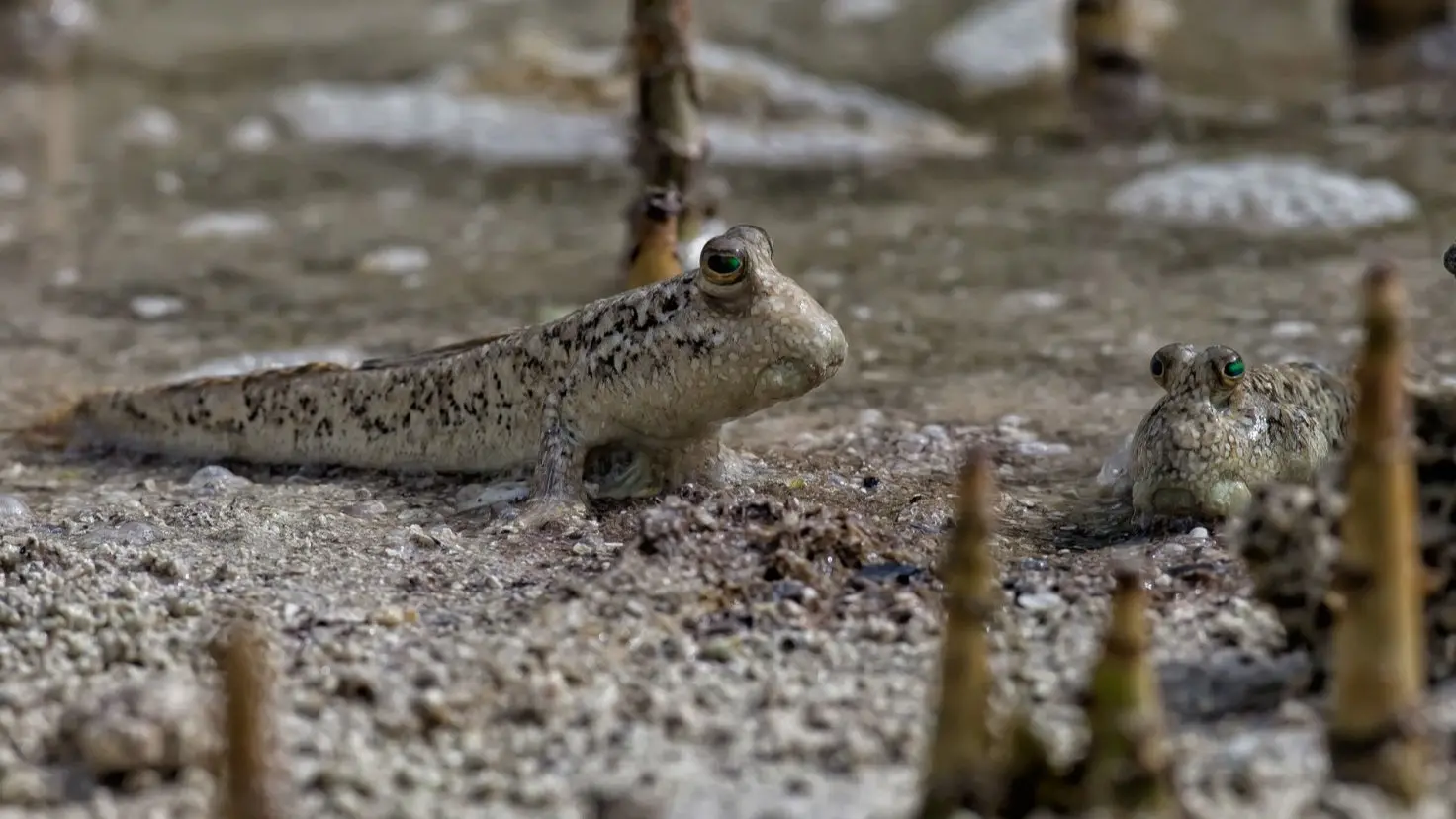 湿地河上巡游 - Image 3